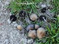 Panaeolus ater-amf2105